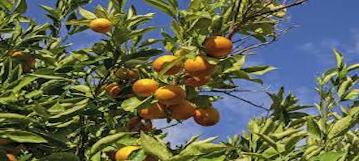 Mandarines : la Chine solide première producteur avec 20 millions de tonnes Mandarines : la Chine solide première producteur avec 20 millions de tonnes