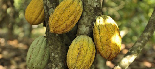 Côte d’Ivoire : neuf millions de dollars pour augmenter la productivité et les revenus des cacaoculteurs Côte d’Ivoire : neuf millions de dollars pour augmenter la productivité et les revenus des cacaoculteurs