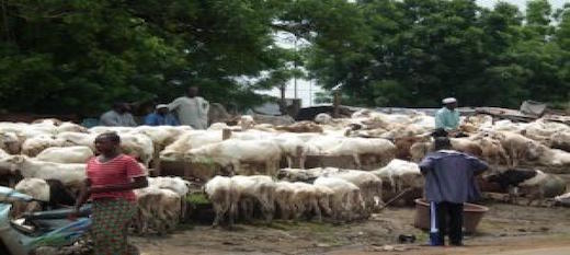 Mali : ce n’est pas encore le grand rush aux marchés des moutons de Tabaski Mali : ce n’est pas encore le grand rush aux marchés des moutons de Tabaski