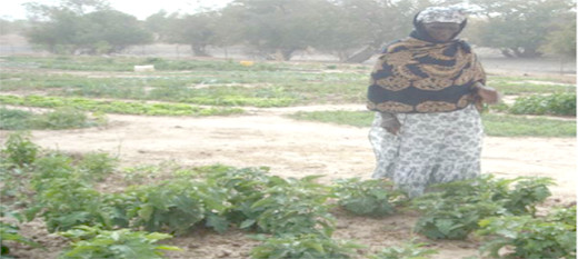 Un système de filets sociaux pour réduire la vulnérabilité de 15 000 ménages pauvres au Tchad Un système de filets sociaux pour réduire la vulnérabilité de 15 000 ménages pauvres au Tchad