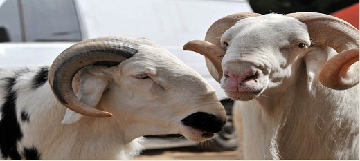 Saint-Louis : la rareté des moutons pour la Tabaski inquiète les clients Saint-Louis : la rareté des moutons pour la Tabaski inquiète les clients