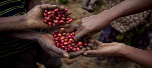 La production de café menacée de disparition en Afrique de l'Ouest. La production de café menacée de disparition en Afrique de l'Ouest.