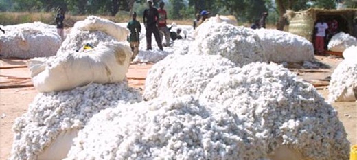 La production de coton au mali pourrait atteindre des niveaux élevés en 2016-2017. La production de coton au mali pourrait atteindre des niveaux élevés en 2016-2017.