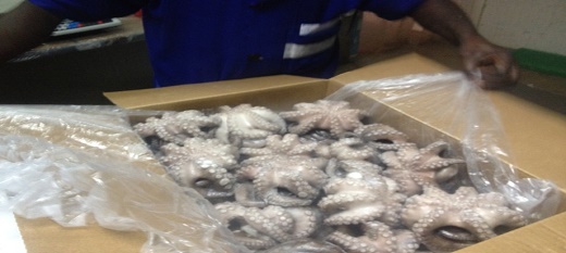 Des poulpes du Sénégal en carton d'emballage pour l'exportation.