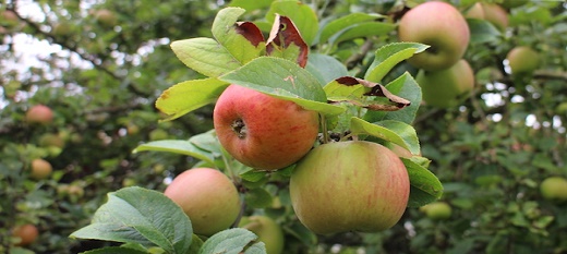 Le prix des produits alimentaires comme la pomme ont un impact sur le développement agricole durable. Le prix des produits alimentaires comme la pomme ont un impact sur le développement agricole durable.