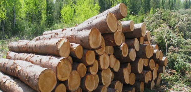 La hausse de la production mondiale du bois montre l'importance du secteur forestier dans les bioéconomies émergentes. La hausse de la production mondiale du bois montre l'importance du secteur forestier dans les bioéconomies émergentes.