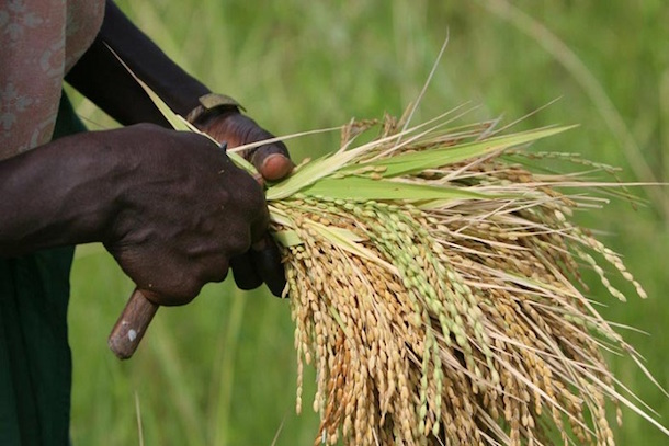 Journée du riz du 13 mai : Ronkh célèbre ses producteurs Journée du riz du 13 mai : Ronkh célèbre ses producteurs