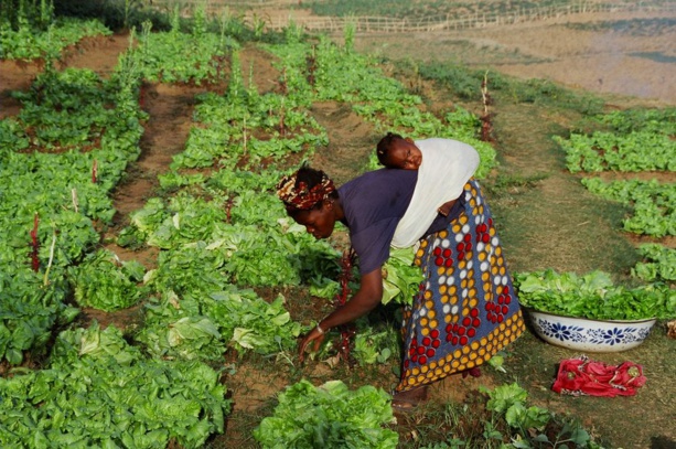 Sénégal : La microfinance est un moyen de valorisation sociale Sénégal : La microfinance est un moyen de valorisation sociale