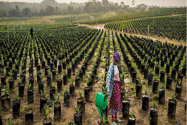 Afrique : et si le salut passait par l'agriculture Afrique : et si le salut passait par l'agriculture