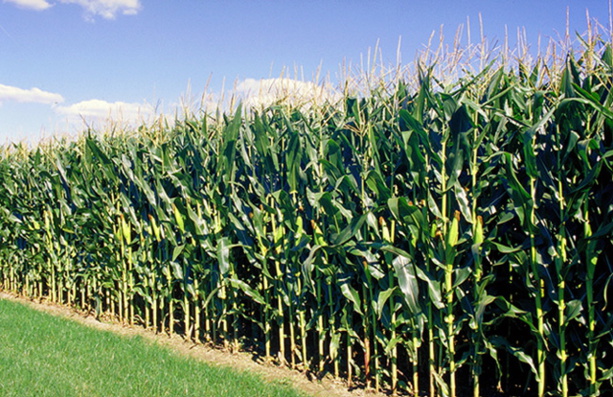 MAIS : L’USDA table sur 1036,9 millions de tonnes en juillet MAIS : L’USDA table sur 1036,9 millions de tonnes en juillet