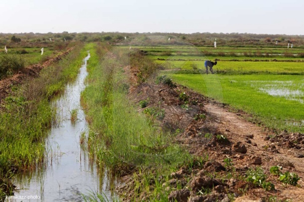 Agriculture: Légère progression des prévisions de mise en valeur Agriculture: Légère progression des prévisions de mise en valeur
