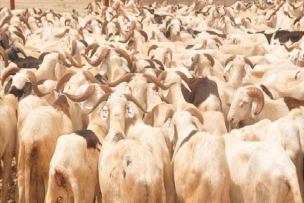 Autosuffisance en moutons en 2020 : Le Renades s’engage Autosuffisance en moutons en 2020 : Le Renades s’engage