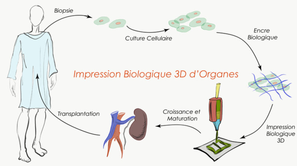 La prochaine révolution pharmaceutique pourrait sortir d'une imprimante 3D La prochaine révolution pharmaceutique pourrait sortir d'une imprimante 3D