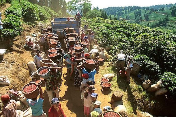 Agriculture : Le cacao et le café en baisse de production Agriculture : Le cacao et le café en baisse de production