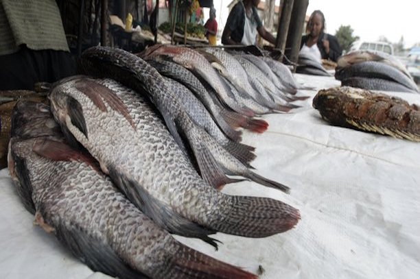 Aquaculture : après la RDC, le Bénin interdit l’importation de tilapia Aquaculture : après la RDC, le Bénin interdit l’importation de tilapia