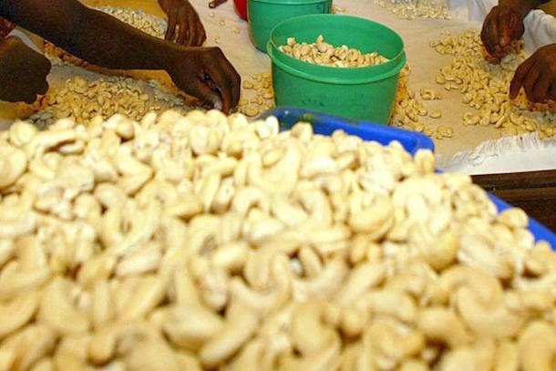 Le Bénin voudrait développer la filière de la transformation du cajou Le Bénin voudrait développer la filière de la transformation du cajou