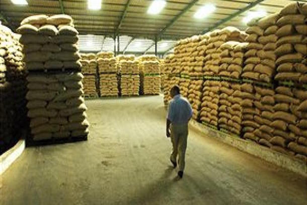 Cacao ivoirien : petite hausse du prix au producteur en vue Cacao ivoirien : petite hausse du prix au producteur en vue