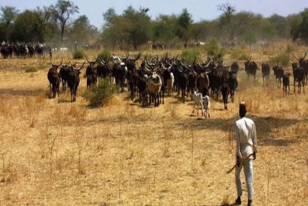 Niger : un fonds d'aide belge pour soutenir la santé et l’élevage