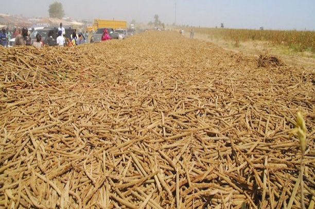Sénégal : Khelcom ou le rêve d’un autre modèle d’exploitation agricole Sénégal : Khelcom ou le rêve d’un autre modèle d’exploitation agricole