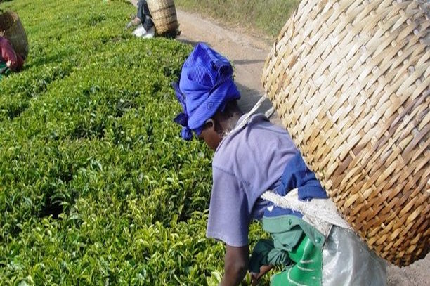 Tanzanie : les recettes horticoles doubleront d'ici à 2020 Tanzanie : les recettes horticoles doubleront d'ici à 2020