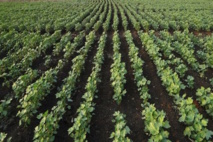 Kenya : les OGM bientôt introduits dans l'alimentation