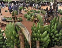 Un programme mondial vise à contenir la grave menace qui pèse sur les bananes du monde entier