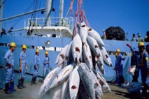 Pêche hauturière : l'Algérie a épuisé son quota annuel de captures de thon rouge