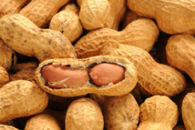 Arachide : vers un maintien du prix plancher de collecte à 210 FCFA Arachide : vers un maintien du prix plancher de collecte à 210 FCFA