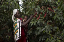 La recette du Kenya pour augmenter le revenu des producteurs de café La recette du Kenya pour augmenter le revenu des producteurs de café