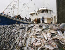 GESTION DURABLE DES RESSOURCES HALIEUTIQUES : Le Directeur des pêches maritimes dénoncent la surpêche