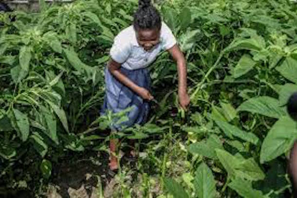 Abidjan accueille le forum « Leadership pour l'agriculture», le 28 novembre