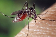 Après Louga, la dengue s'installe à Fatick Après Louga, la dengue s'installe à Fatick