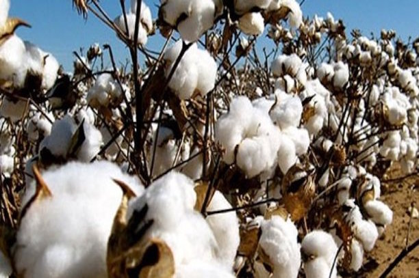 Burkina : la Sofitex décroche un financement de 65 millions d'euros Burkina : la Sofitex décroche un financement de 65 millions d'euros