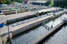 Cameroun : 1,6 milliard de Fcfa d'investissements pour l'agropole de pisciculture de Bazou