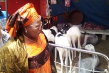 «457 000 moutons en provenance de la Mauritanie et du Mali contre 329 000 en 2016 » (Ministre)