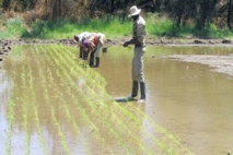 Nouvel accord sino-namibien dans le domaine agricole