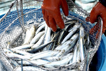 La valorisation des produits de pêche et de l’agriculture, un des maillons essentiels du PSE, selon Mamadou Ndione, DG du COSEC La valorisation des produits de pêche et de l’agriculture, un des maillons essentiels du PSE, selon Mamadou Ndione, DG du COSEC
