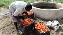 PARERBA: vers la création de 6000 emplois agricoles et agro-alimentaires dans cinq régions du Sénégal PARERBA: vers la création de 6000 emplois agricoles et agro-alimentaires dans cinq régions du Sénégal