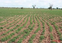 ​Agriculture : Une étude relève une baisse des superficies cultivées en arachide et en mil