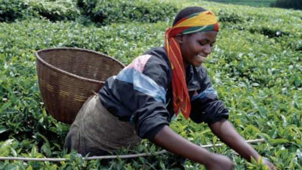 Entendre les voix des jeunes agriculteurs africains Entendre les voix des jeunes agriculteurs africains