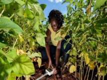 Lutte contre le ravageur : La nouvelle application "Nuru" lancée pour les agriculteurs Lutte contre le ravageur : La nouvelle application "Nuru" lancée pour les agriculteurs