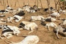 Plus de 6000 bêtes mortes dans le Ranch de Dolly : Aminata Mbengue Ndiaye rassure les éleveurs Plus de 6000 bêtes mortes dans le Ranch de Dolly : Aminata Mbengue Ndiaye rassure les éleveurs