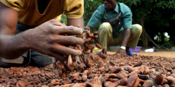 Côte d’Ivoire : l’agro-business, un secteur privilégié des établissements de microfinance Côte d’Ivoire : l’agro-business, un secteur privilégié des établissements de microfinance