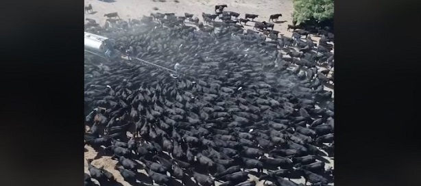 Ces vaches agglutinées autour d'un camion-citerne en disent long sur la violence de la sécheresse frappant l'Australie Ces vaches agglutinées autour d'un camion-citerne en disent long sur la violence de la sécheresse frappant l'Australie