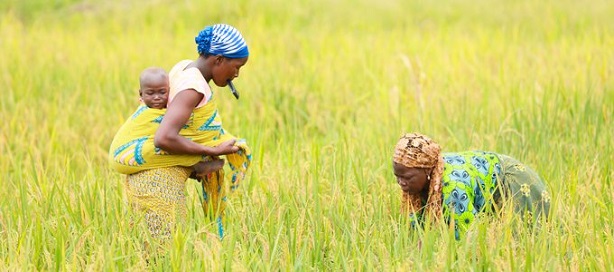 La Côte d'Ivoire sur la voie de la transformation agricole avec l'appui de la Bad. La Côte d'Ivoire sur la voie de la transformation agricole avec l'appui de la Bad.