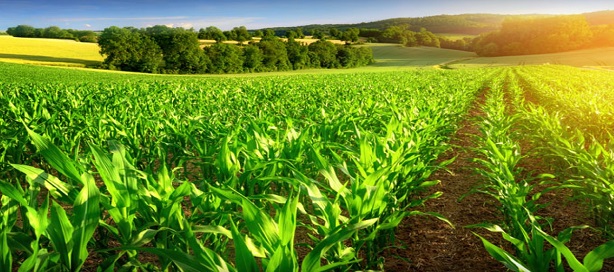 BAD/FAO : une alliance stratégique pour mobiliser 57 milliards FCFA en faveur de l’agriculture