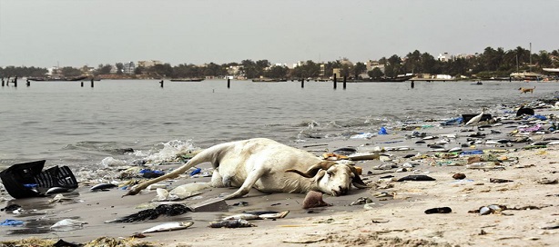 Sénégal : plus de 13 milliards FCFA des Pays bas pour dépolluer la Baie de Hann
