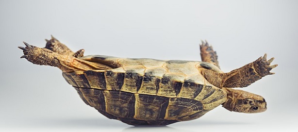 Il arrive souvent que l'on tombe par glissement ou autre chose, mais le plus important s'est de se relever à chaque chute. Il arrive souvent que l'on tombe par glissement ou autre chose, mais le plus important s'est de se relever à chaque chute.