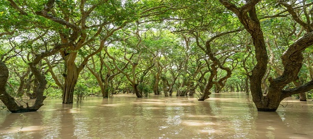 Les mangroves sont considérées aujourd'hui comme étant l'arme la plus efficace pour lutter contre l'érosion des côtes littorales. Les mangroves sont considérées aujourd'hui comme étant l'arme la plus efficace pour lutter contre l'érosion des côtes littorales.