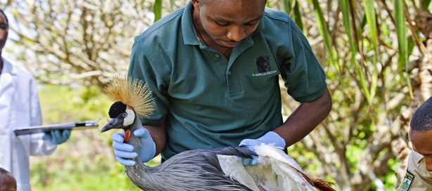 ELEVAGE : appel à candidature pour une bourse de travaux de thèse vétérinaire ELEVAGE : appel à candidature pour une bourse de travaux de thèse vétérinaire